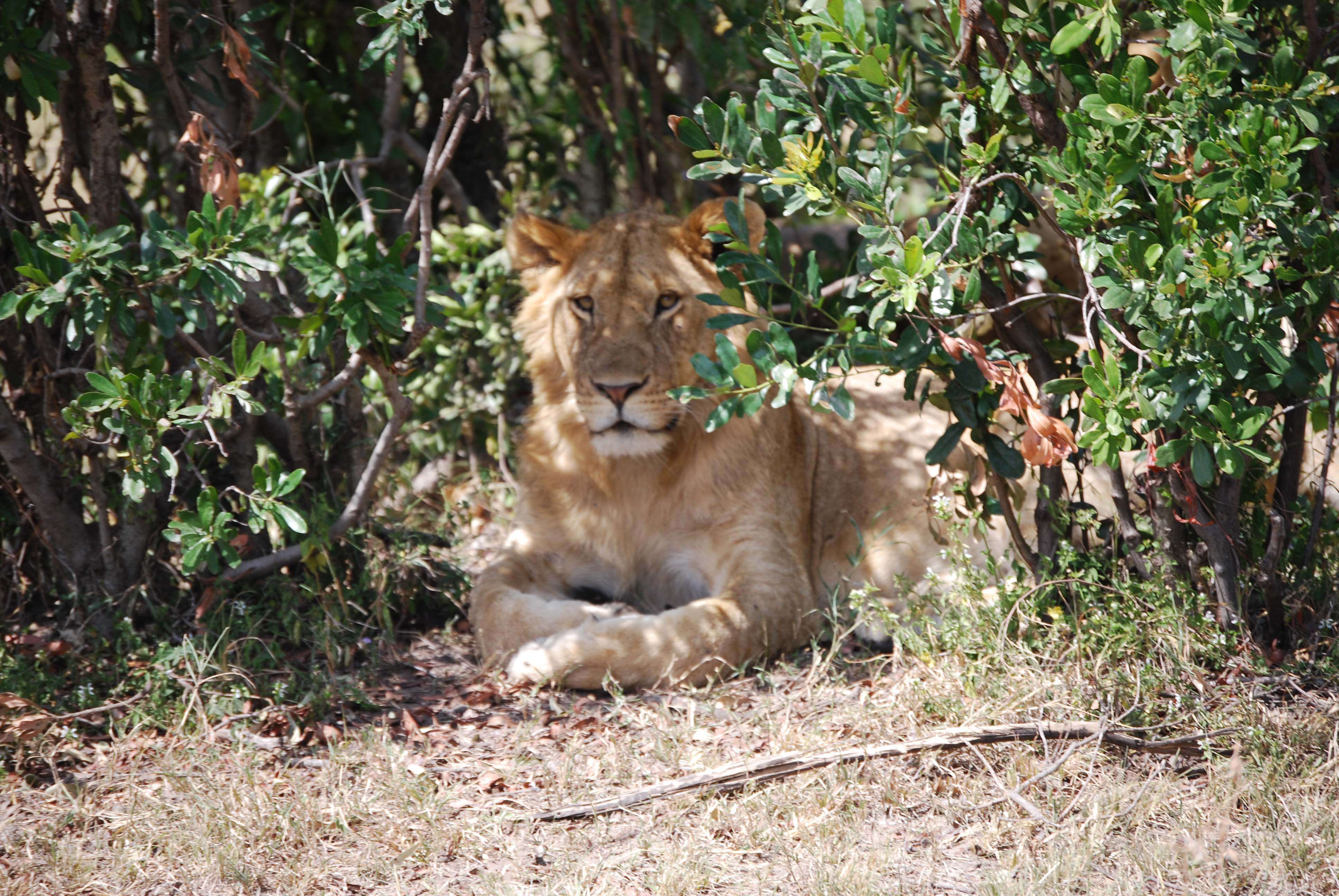 Nuestro primer safari - Regreso al Mara - Kenia (4)